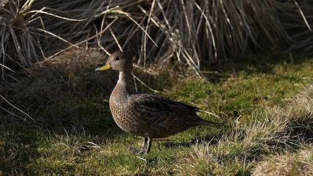 Yellow-billed Pintail (South Georgia) - ML645858355
