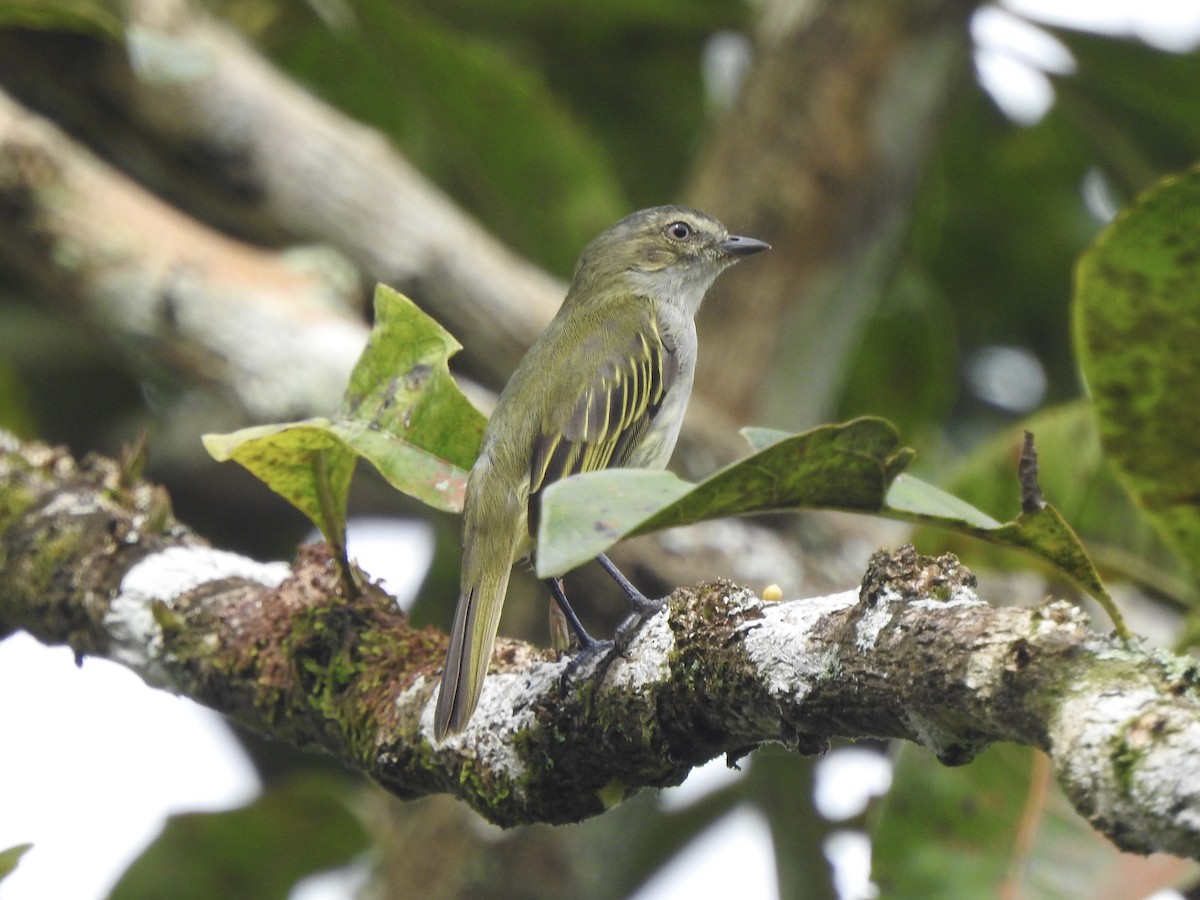 Mistletoe Tyrannulet - ML645858360