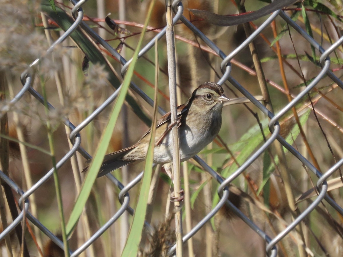 Swamp Sparrow - ML645858361