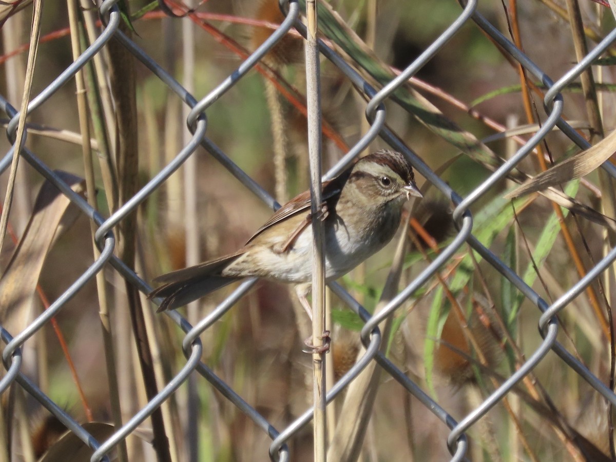 Swamp Sparrow - ML645858363