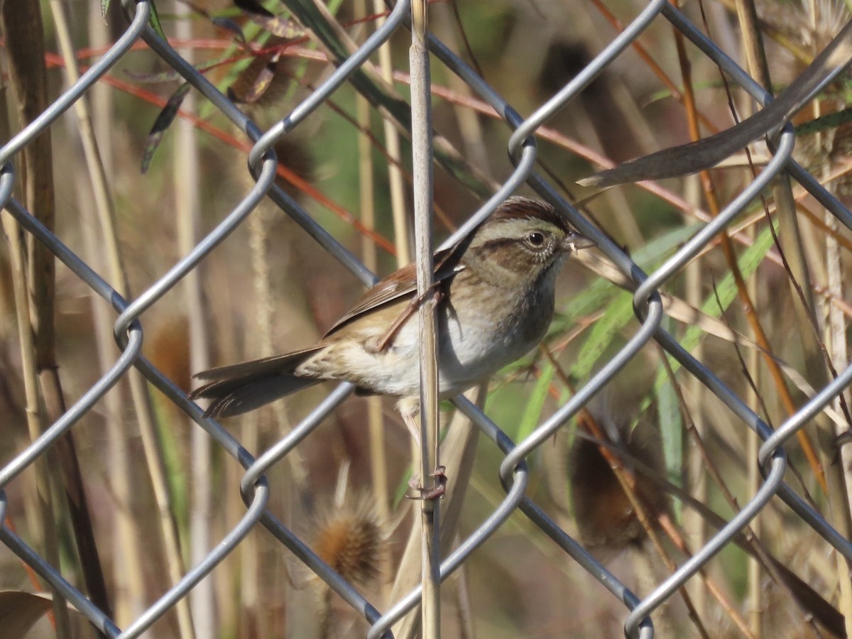 Swamp Sparrow - ML645858364