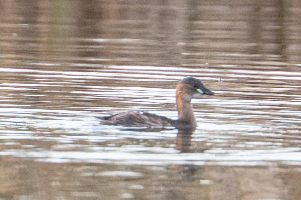 Little Grebe (Little) - ML645858365