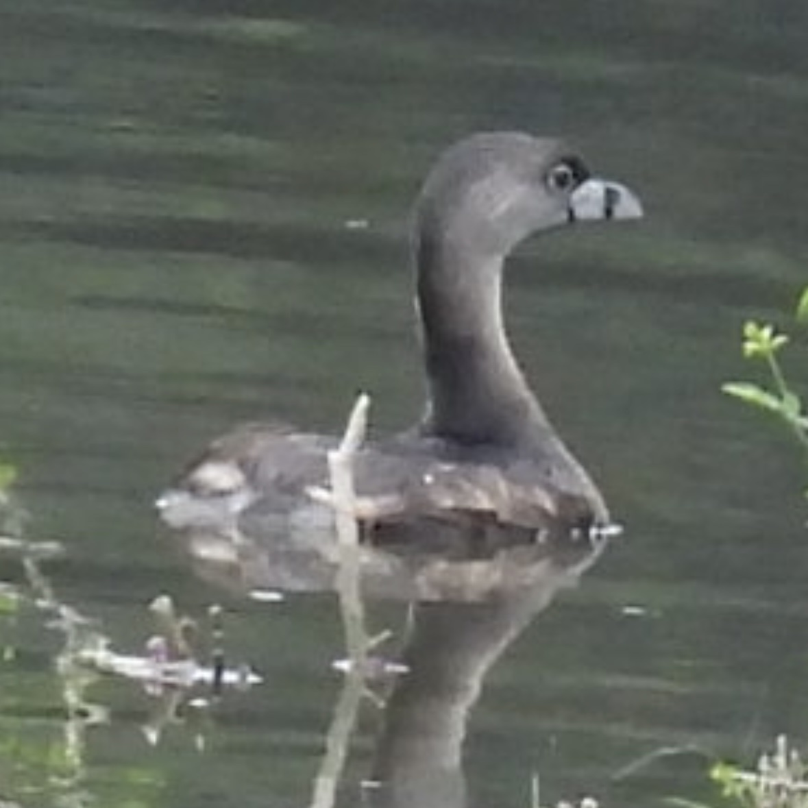 Pied-billed Grebe - ML645858367