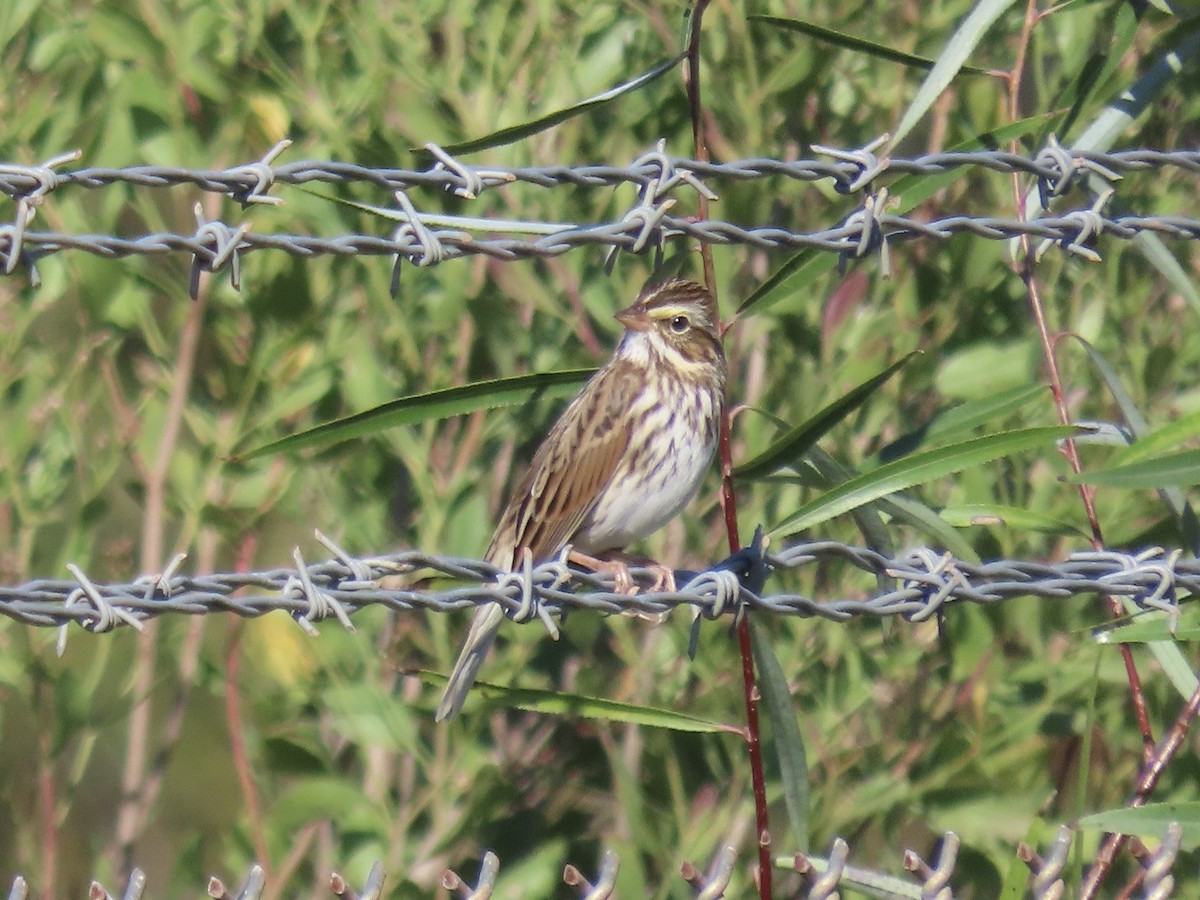 Savannah Sparrow - ML645858368