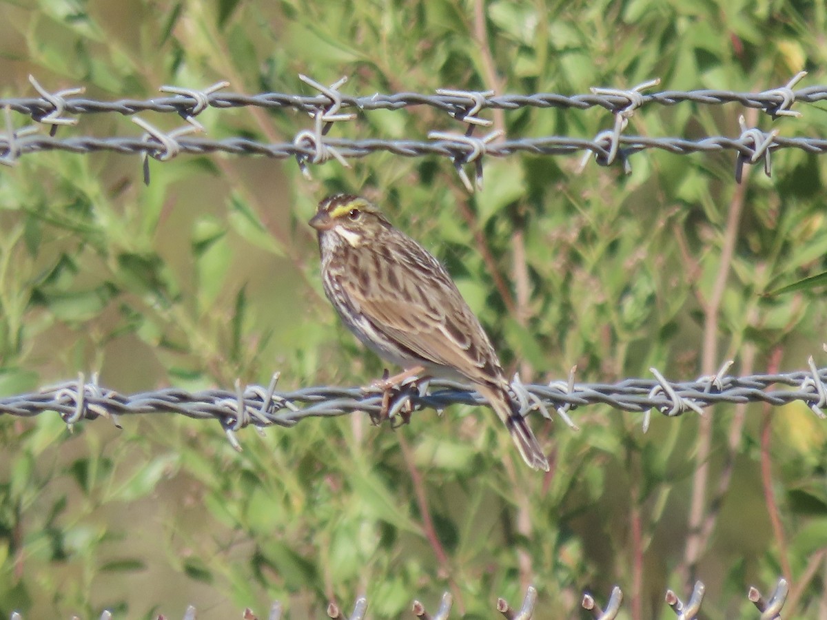 Savannah Sparrow - ML645858369