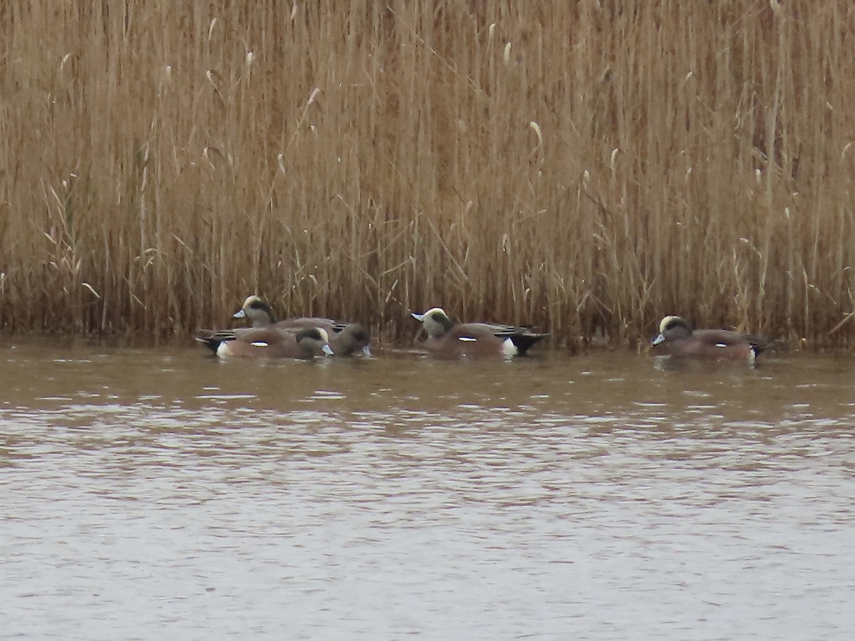 American Wigeon - ML645858371