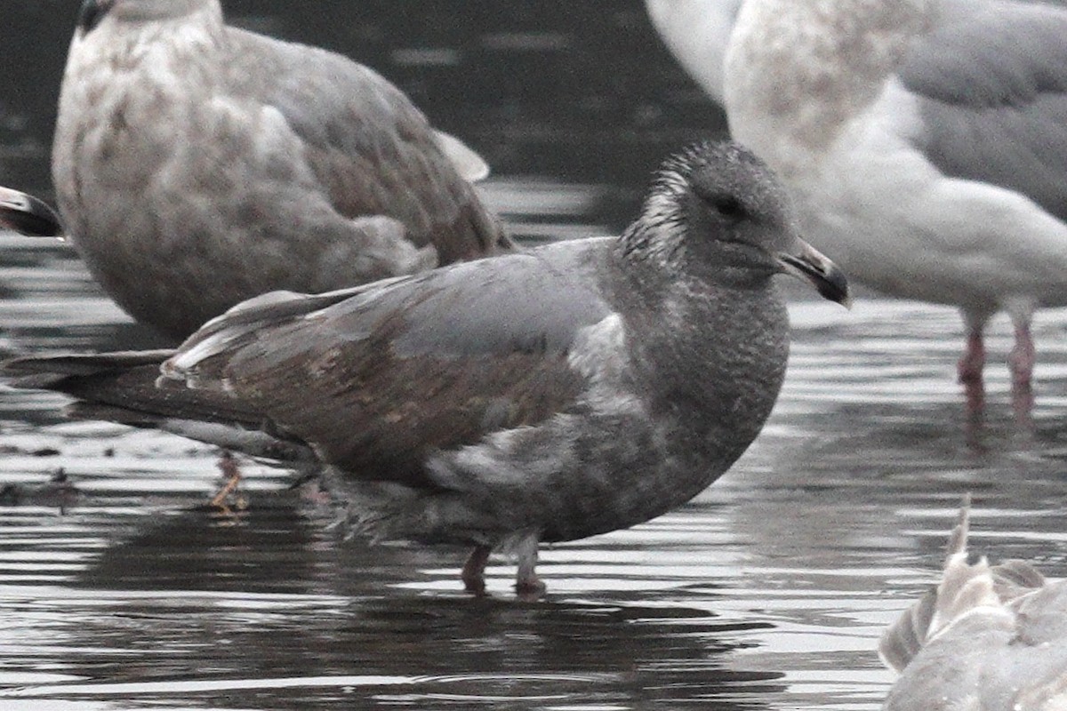 Western/Glaucous-winged Gull - ML645858372