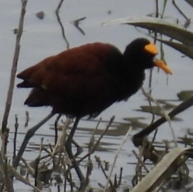 Northern Jacana - ML645858373