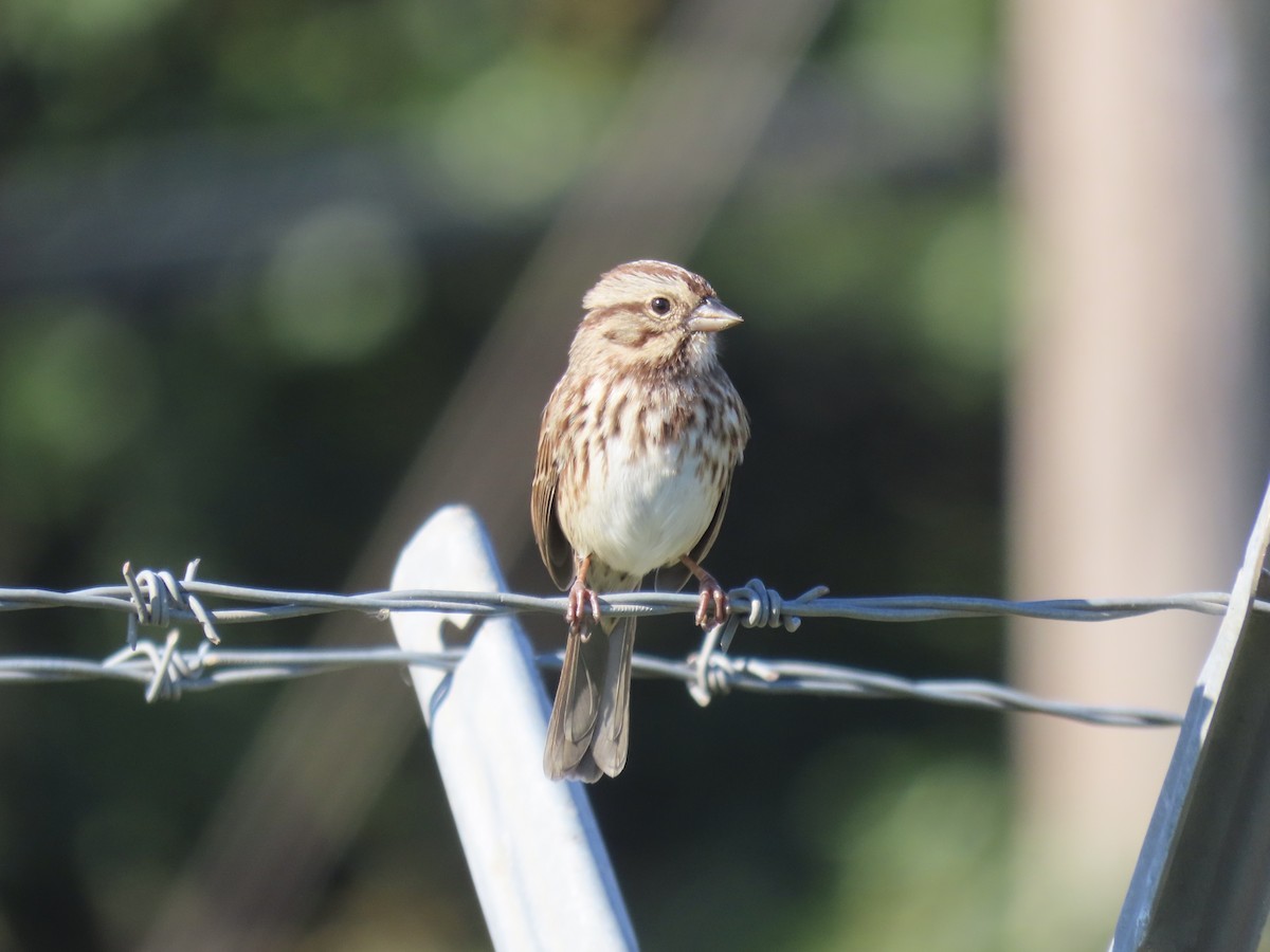Song Sparrow - ML645858374