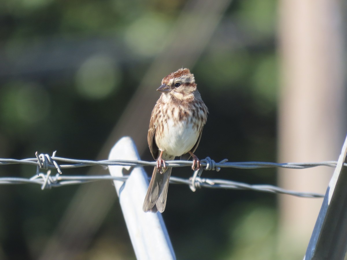 Song Sparrow - ML645858375