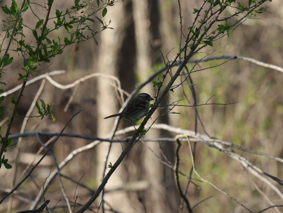 White-throated Sparrow - ML645858378