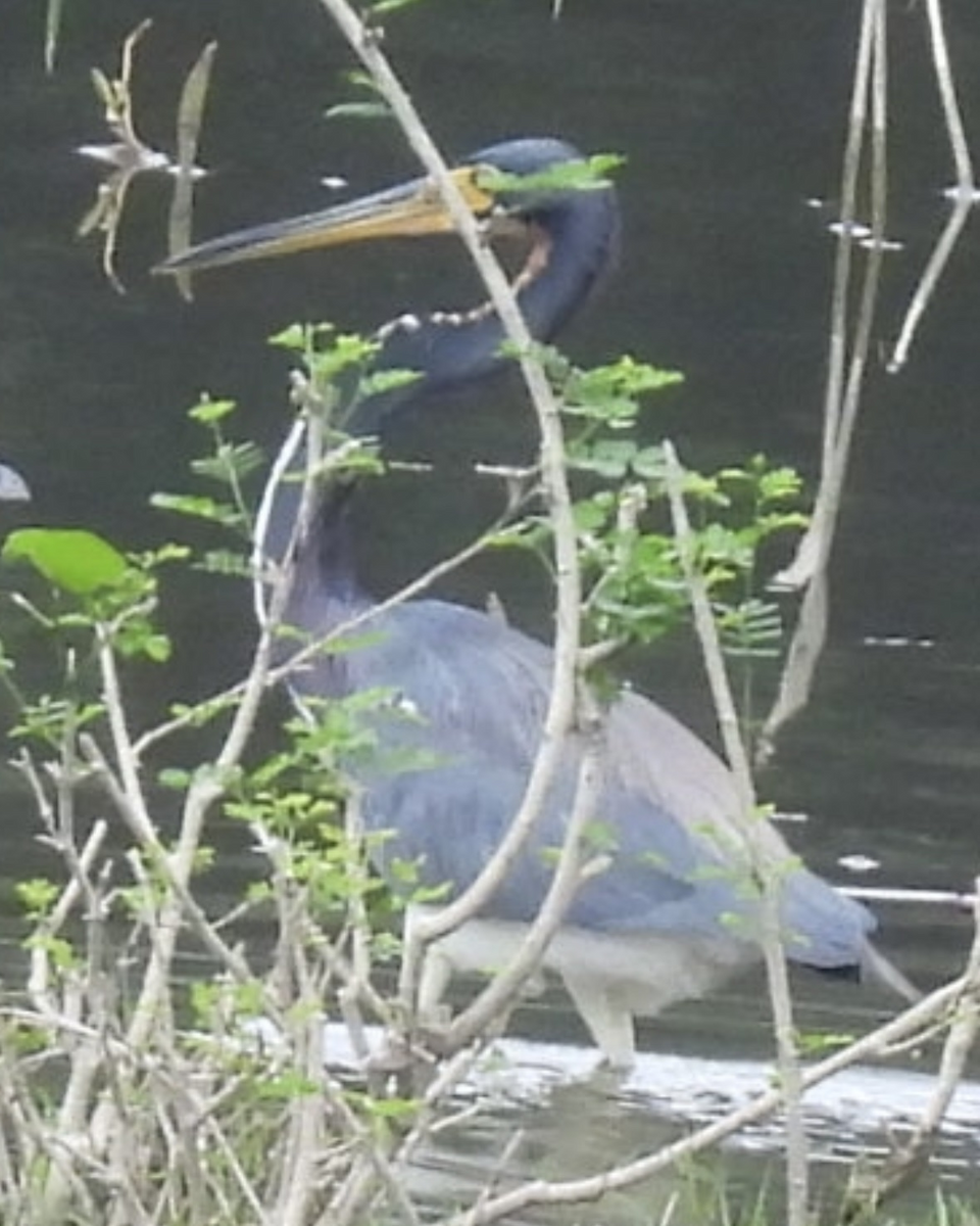 Tricolored Heron - ML645858379