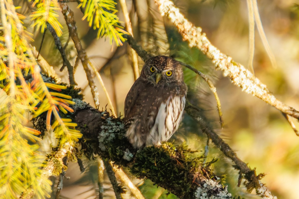 Northern Pygmy-Owl - ML645858383