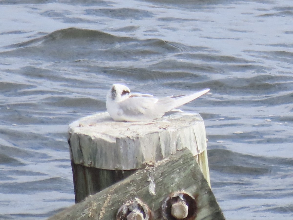 Forster's Tern - ML645858384