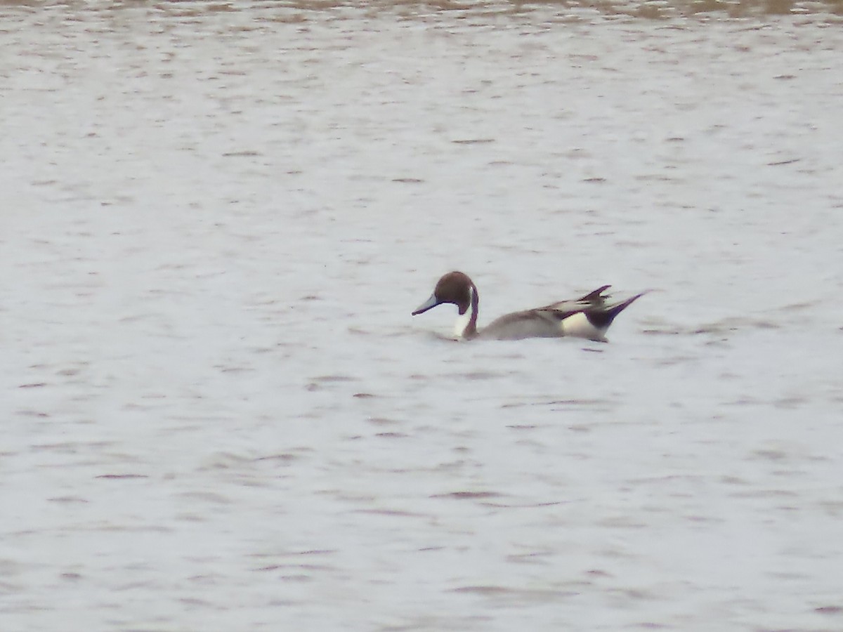 Northern Pintail - ML645858386