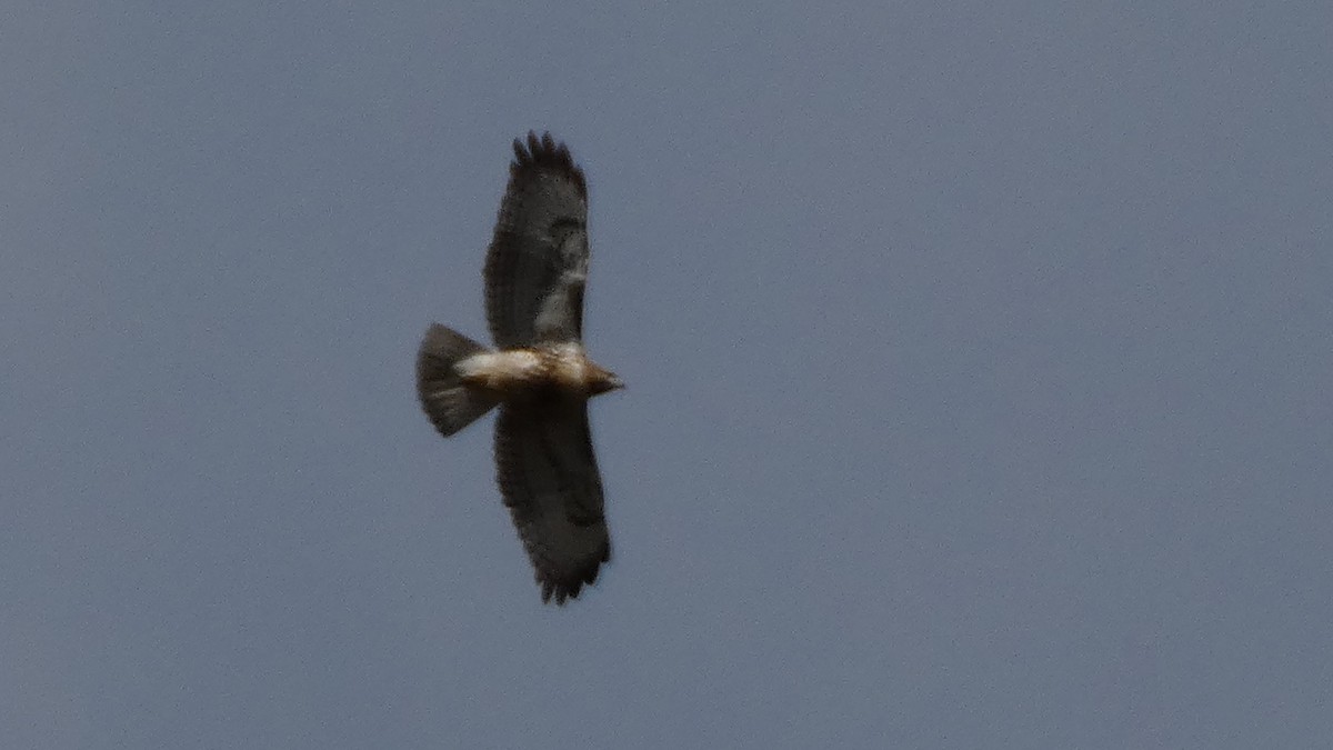 Red-tailed Hawk - ML645858390