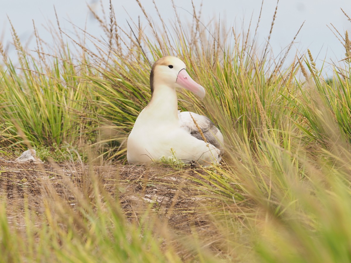 Short-tailed Albatross - ML645858391