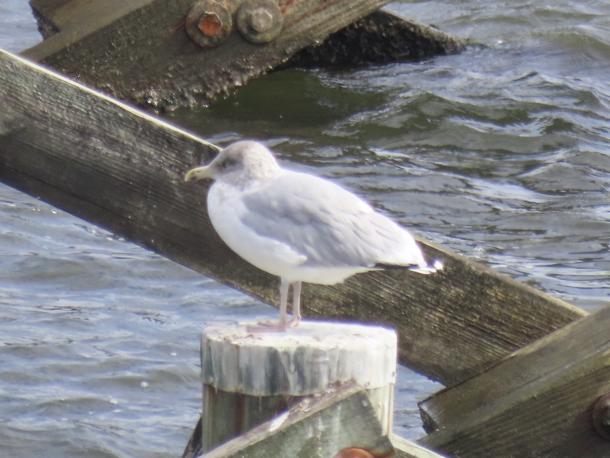 American Herring Gull - ML645858393