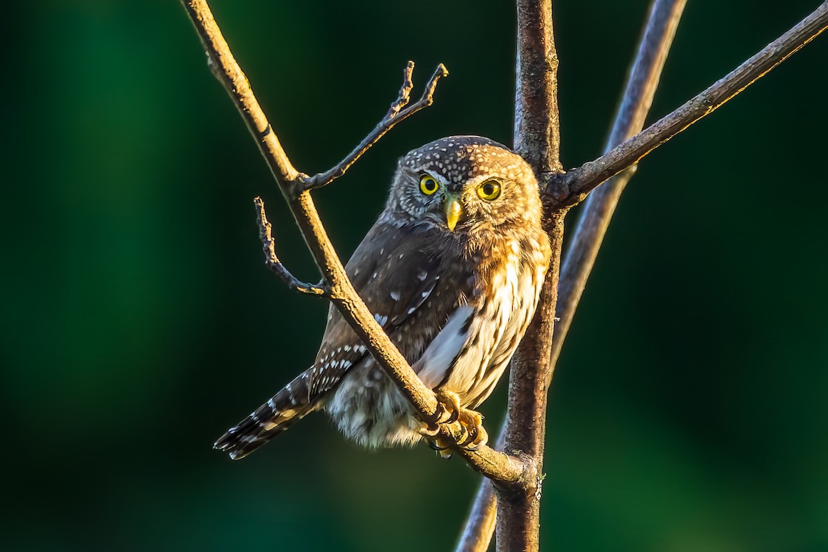 Northern Pygmy-Owl - ML645858394