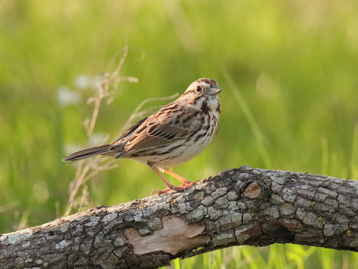 Song Sparrow - ML645858395