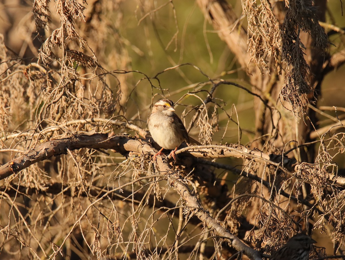 White-throated Sparrow - ML645858397