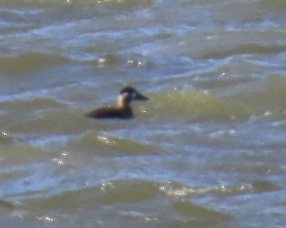 Surf Scoter - ML645858398