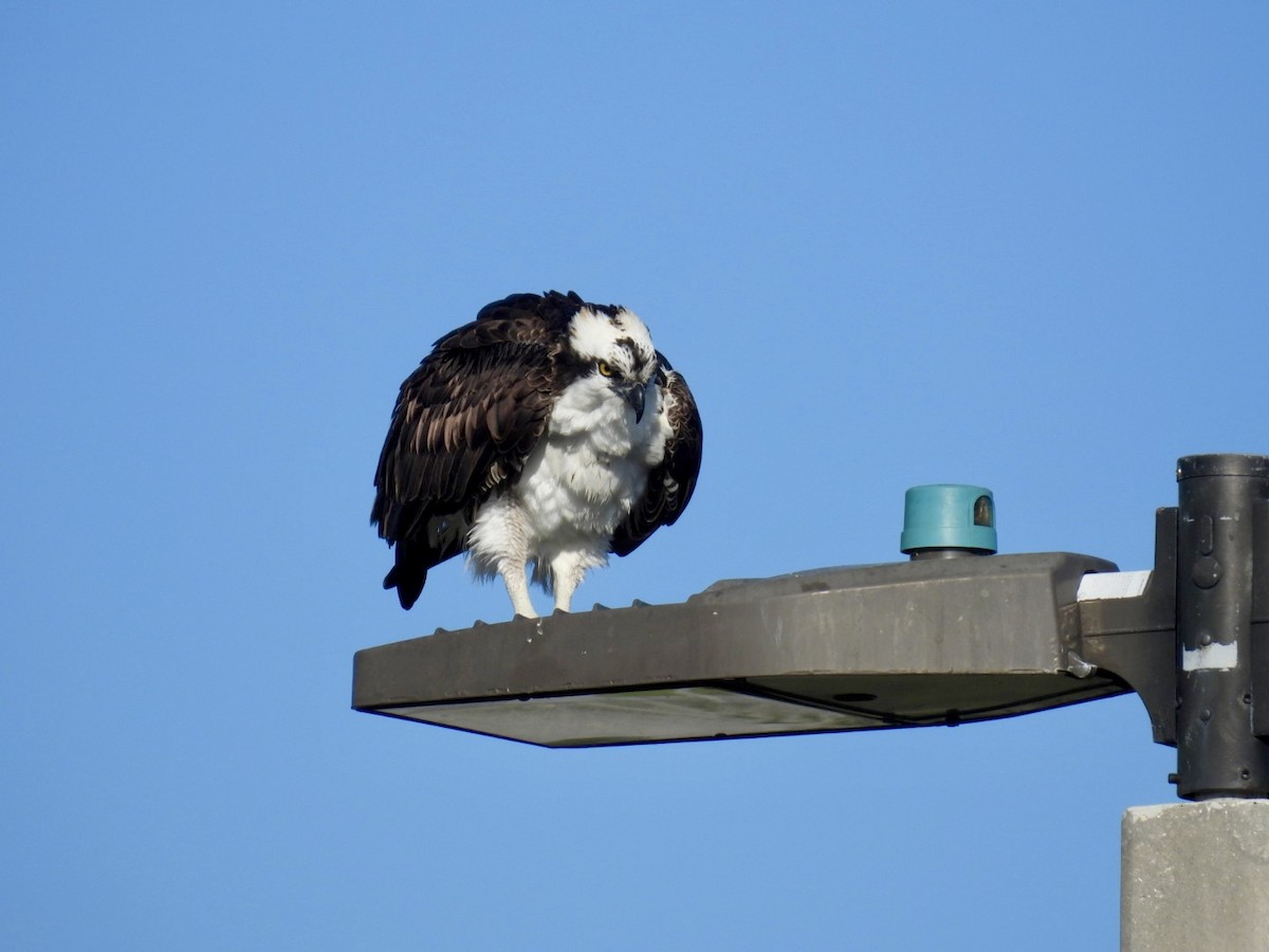 Osprey - ML645858407