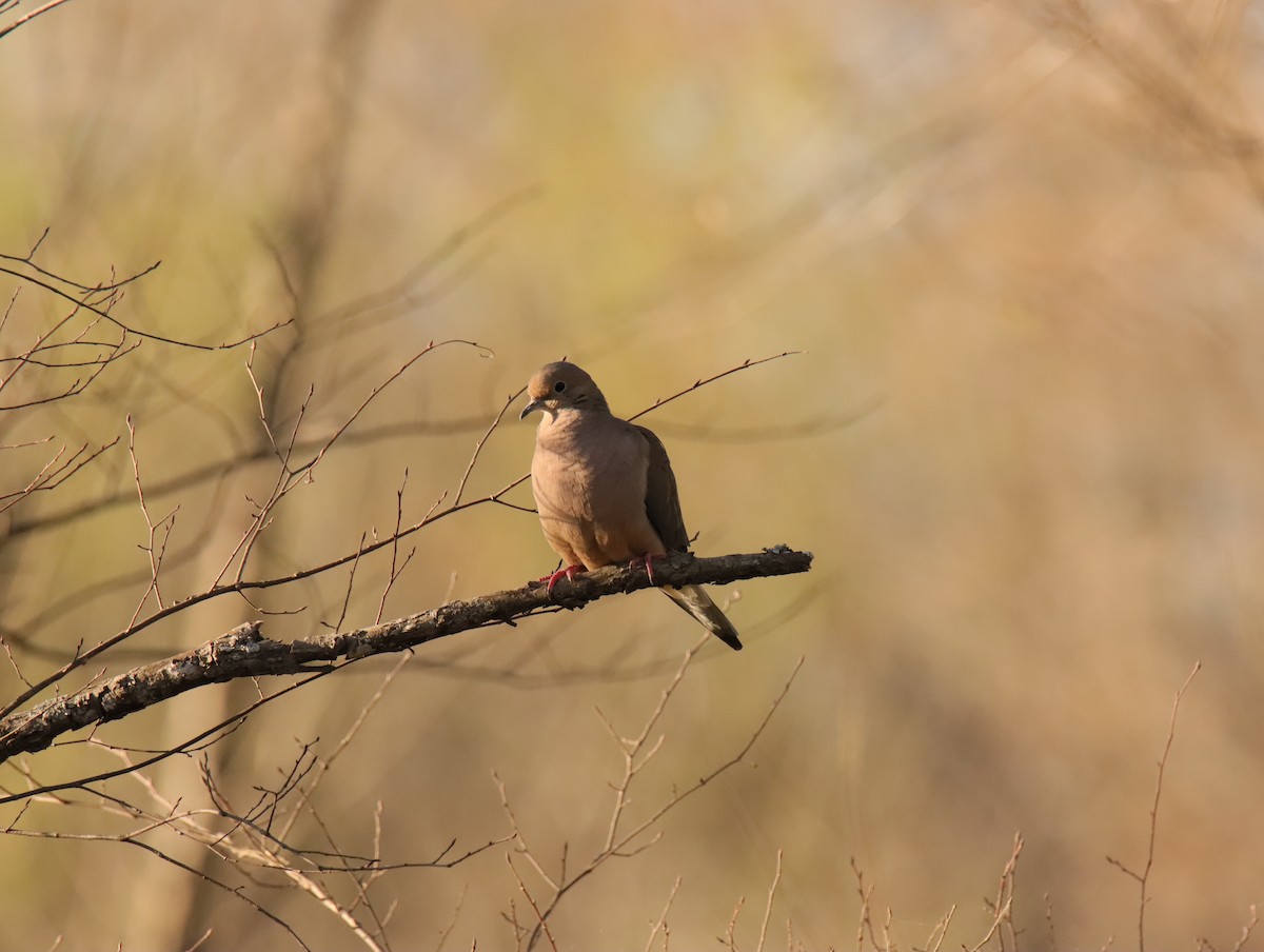 Mourning Dove - ML645858408