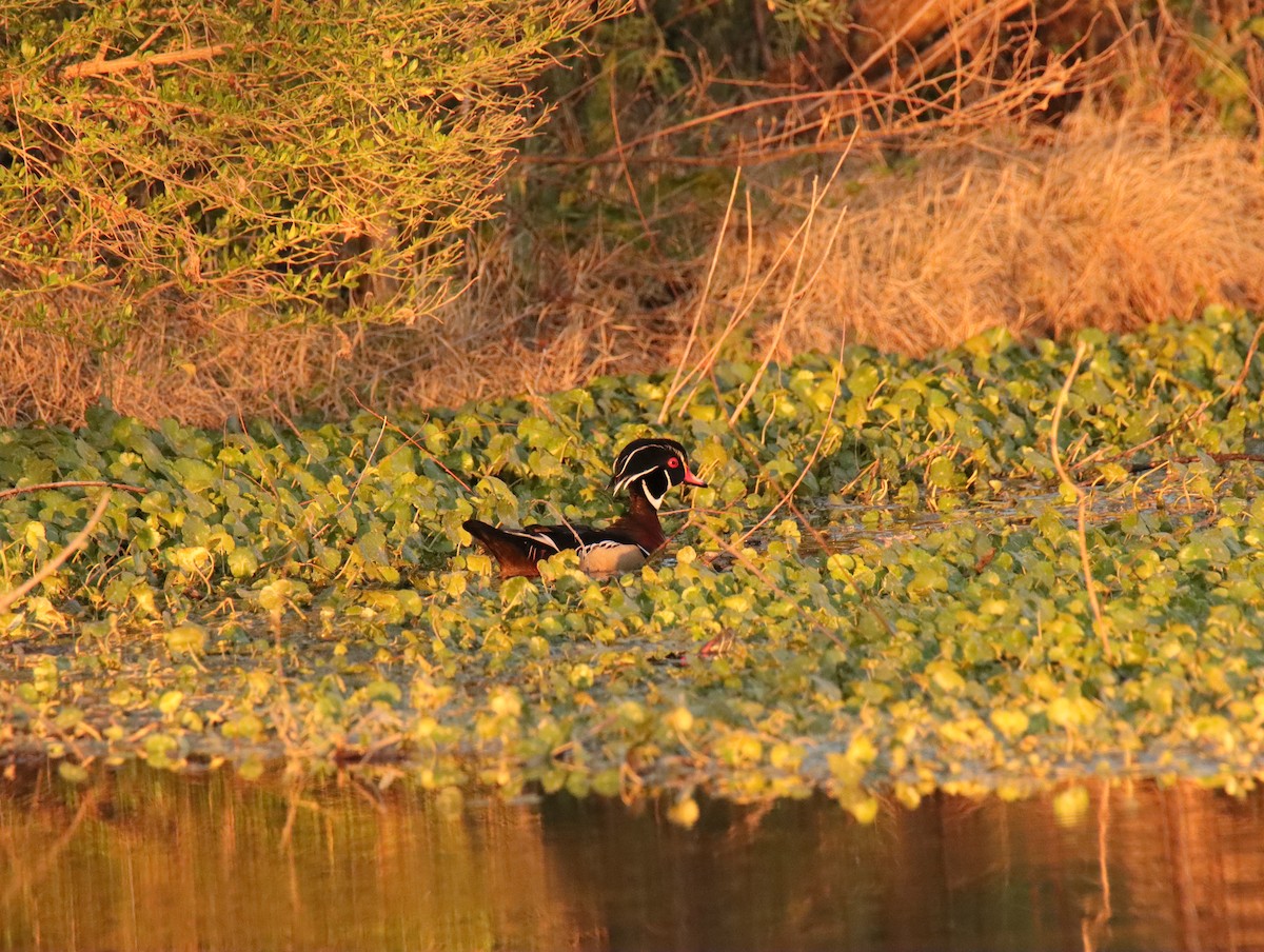 Wood Duck - ML645858431
