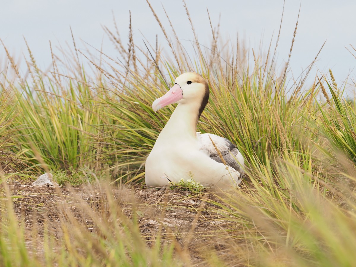 Short-tailed Albatross - ML645858432