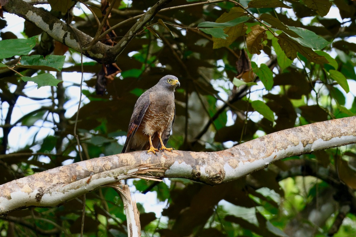 Roadside Hawk - ML645858433