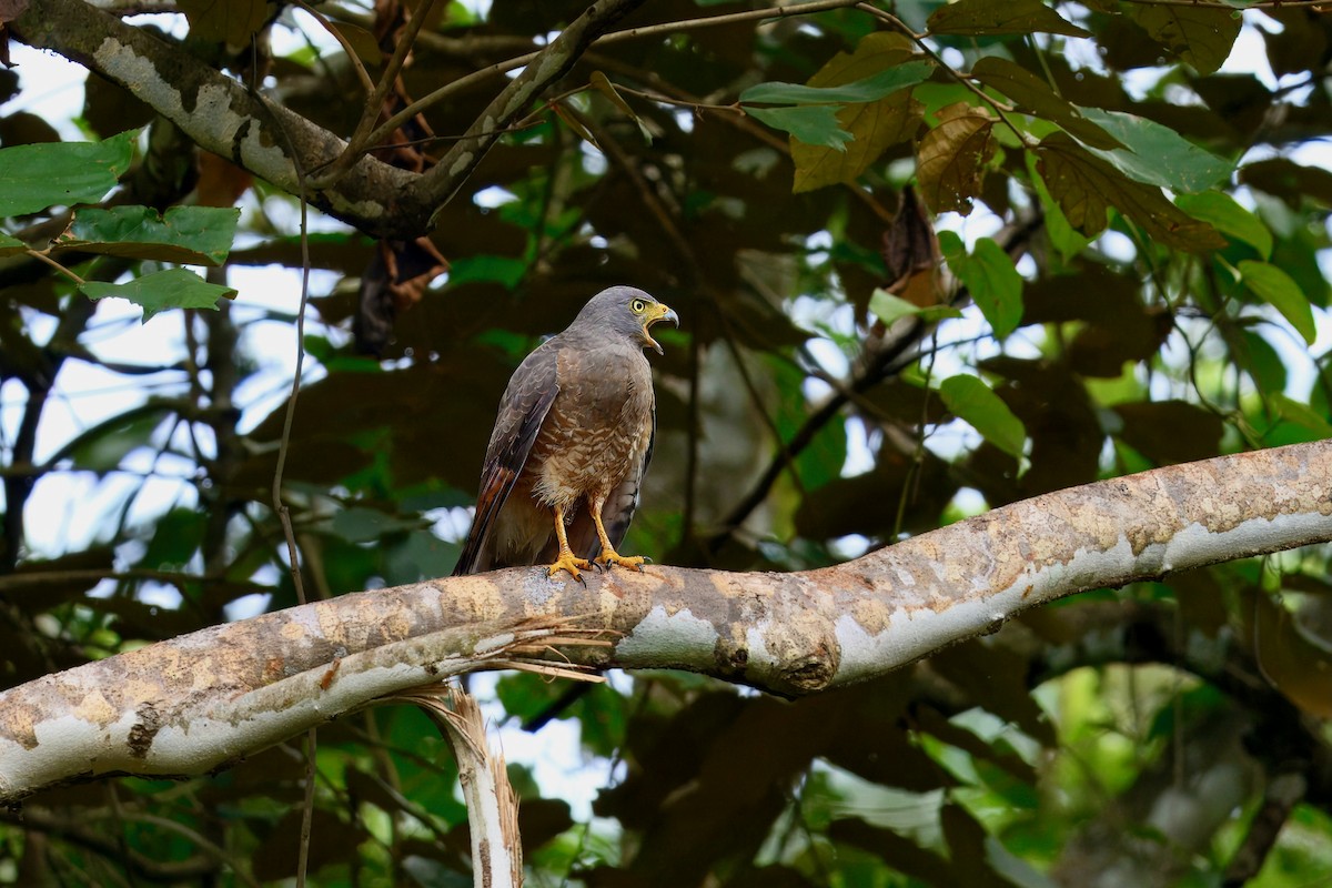 Roadside Hawk - ML645858434