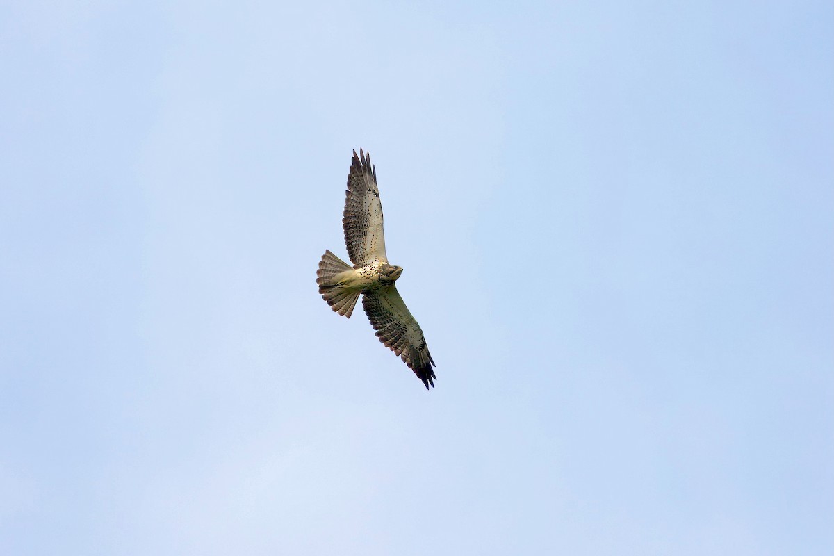 Свенсонов канюк - ML645858441