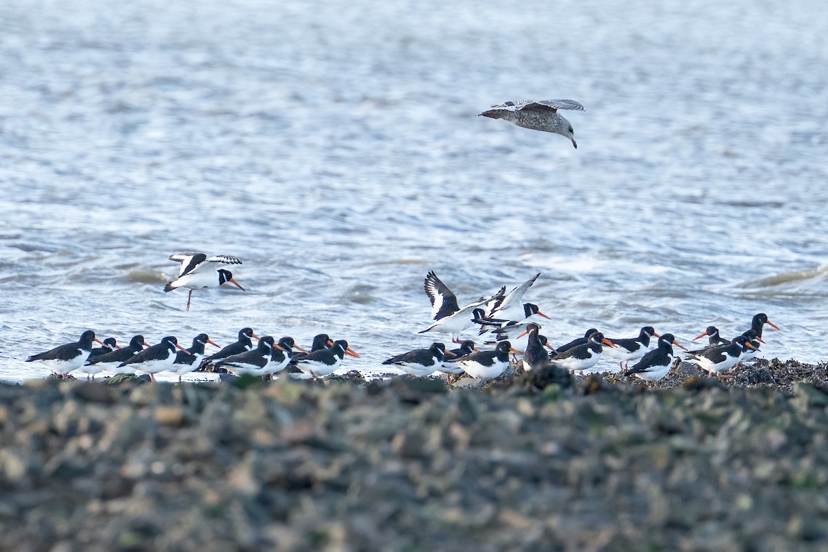 Huîtrier pie (ostralegus/longipes) - ML645858442