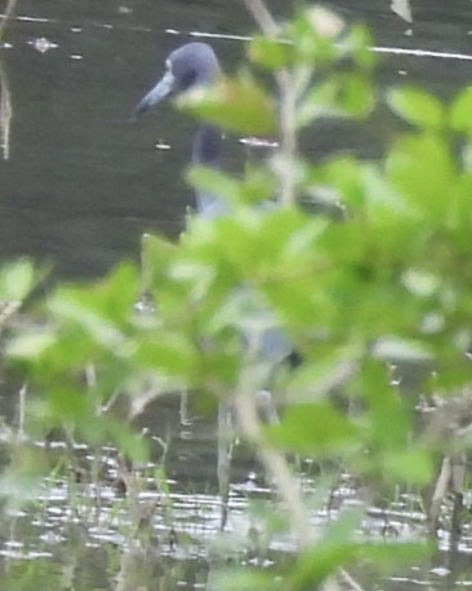 Aigrette bleue - ML645858443