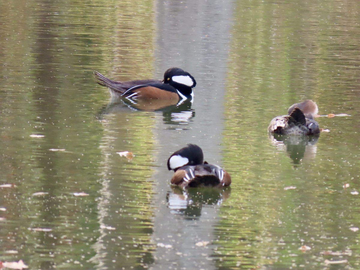 Harle couronné - ML645858445