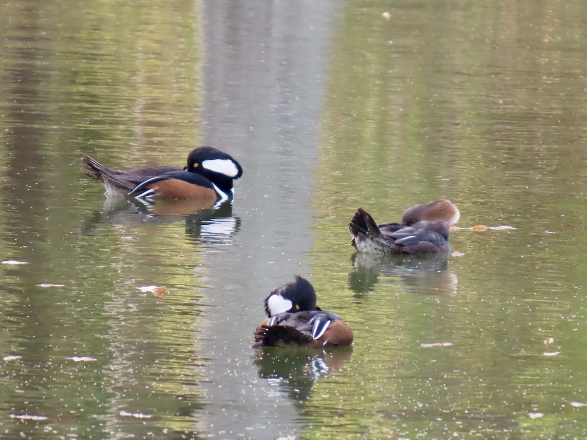 Harle couronné - ML645858446