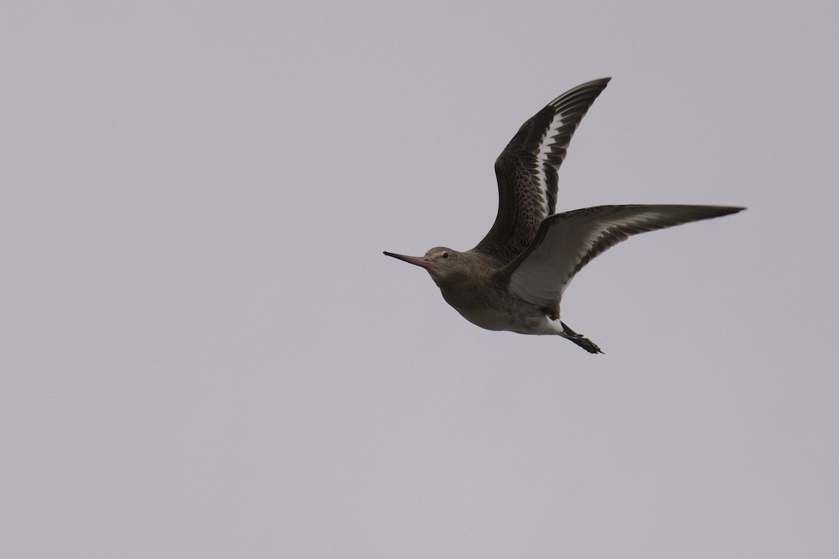 Barge à queue noire - ML645858447