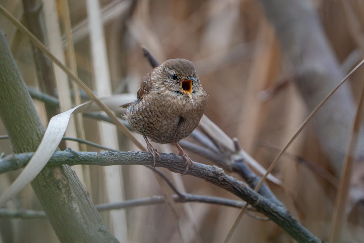 Troglodyte des forêts - ML645858448