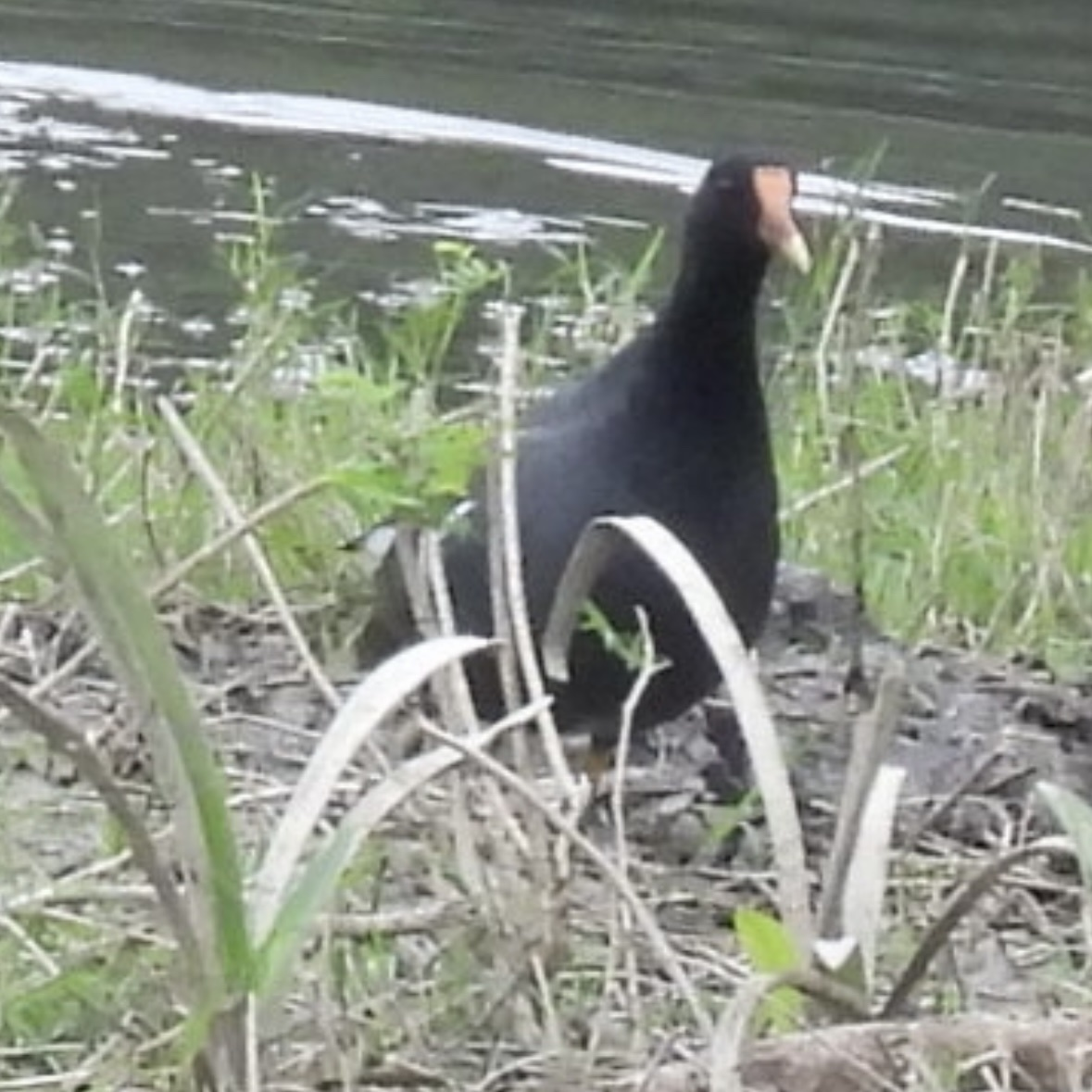 Gallinule d'Amérique - ML645858449