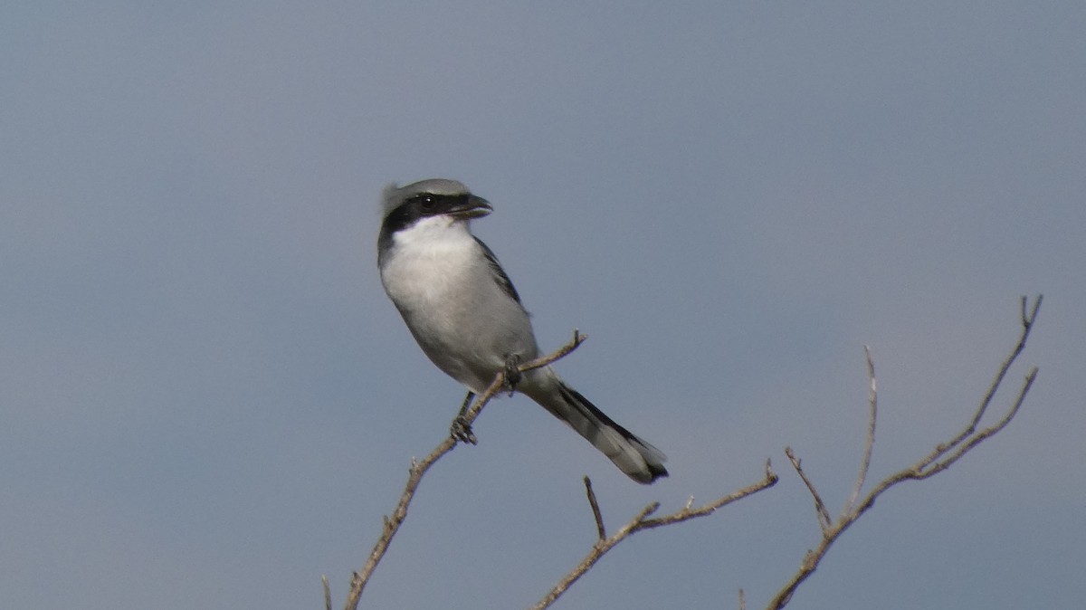 Pie-grièche migratrice - ML645858450