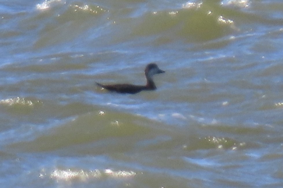 Black Scoter - ML645858452