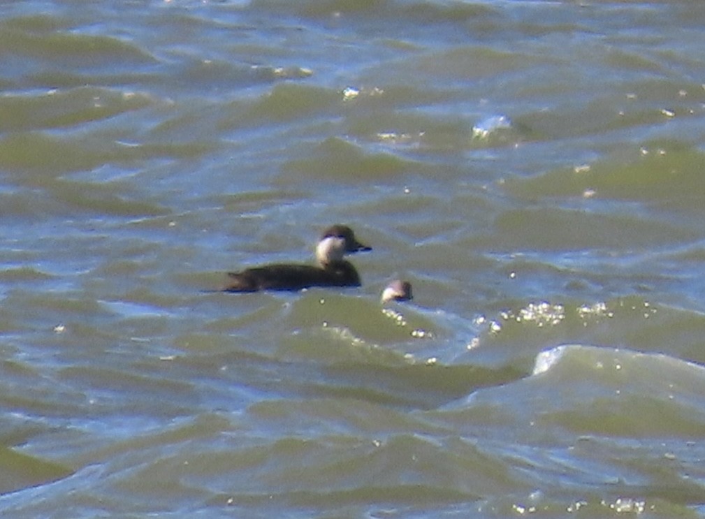 Black Scoter - ML645858453