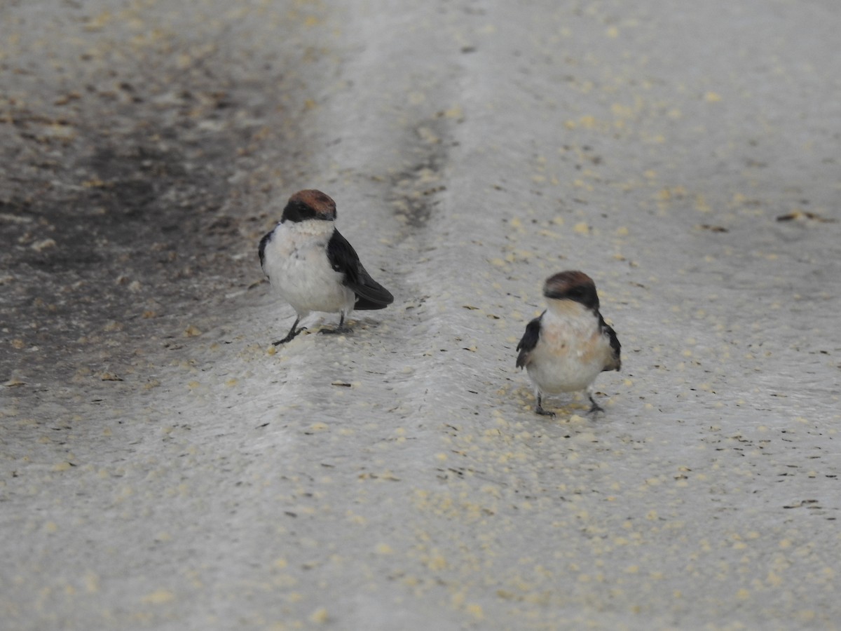 Hirondelle à longs brins - ML645858454