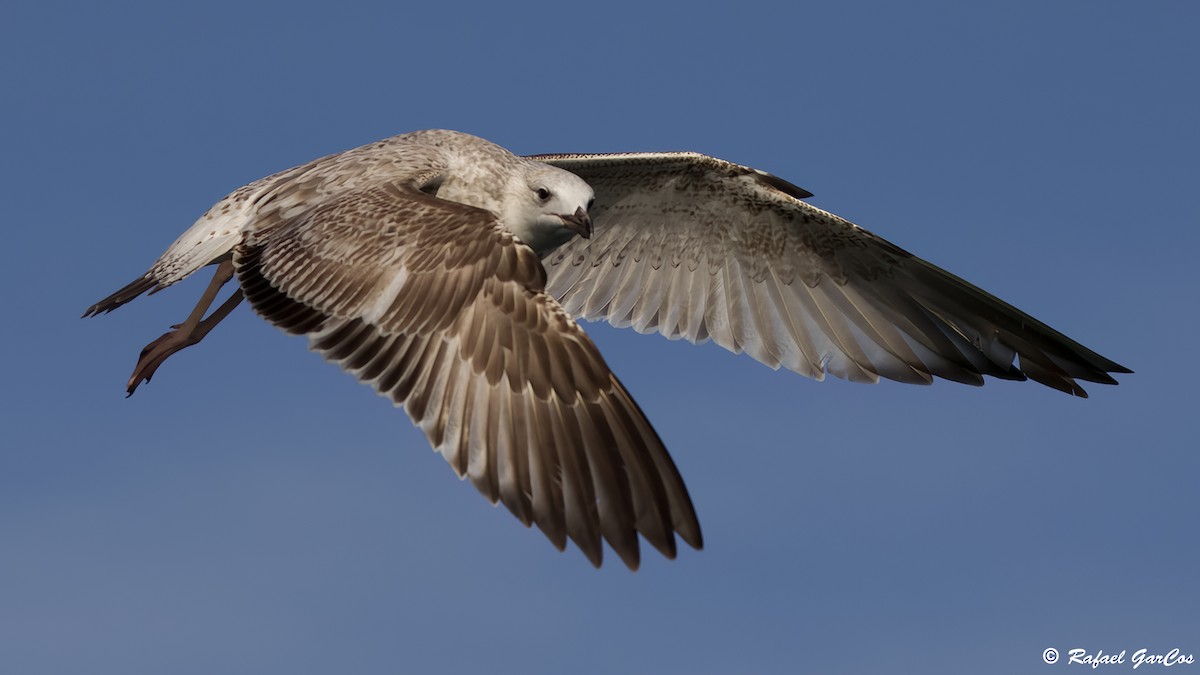 Goéland pontique - ML645858457