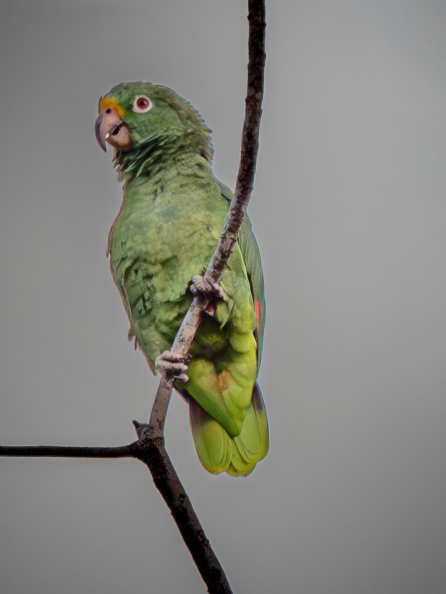 Amazone à front jaune - ML645858458