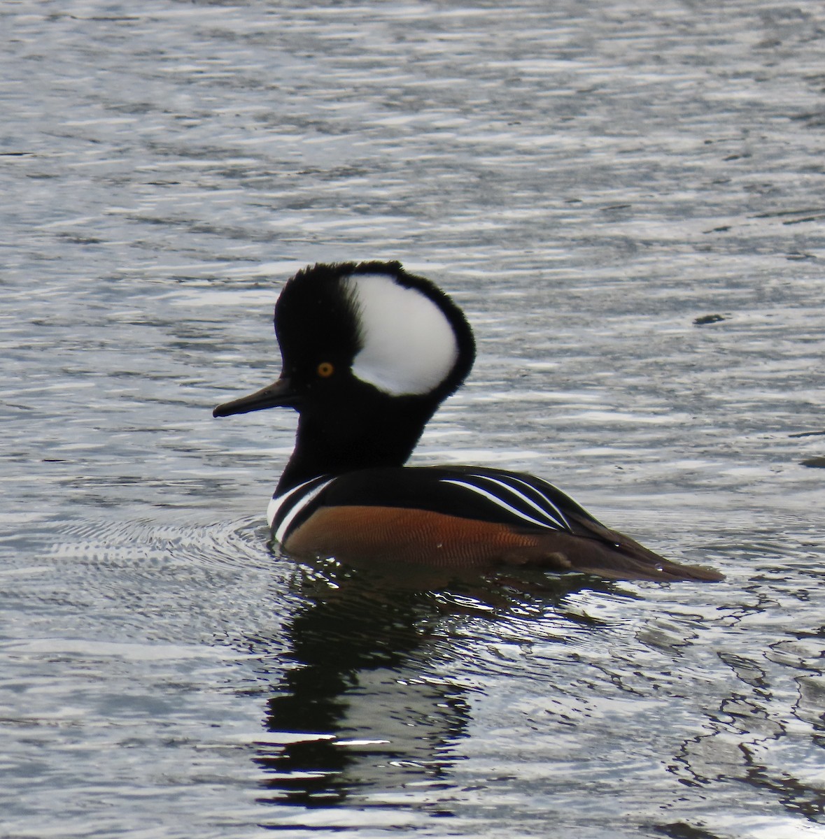 Harle couronné - ML645858459