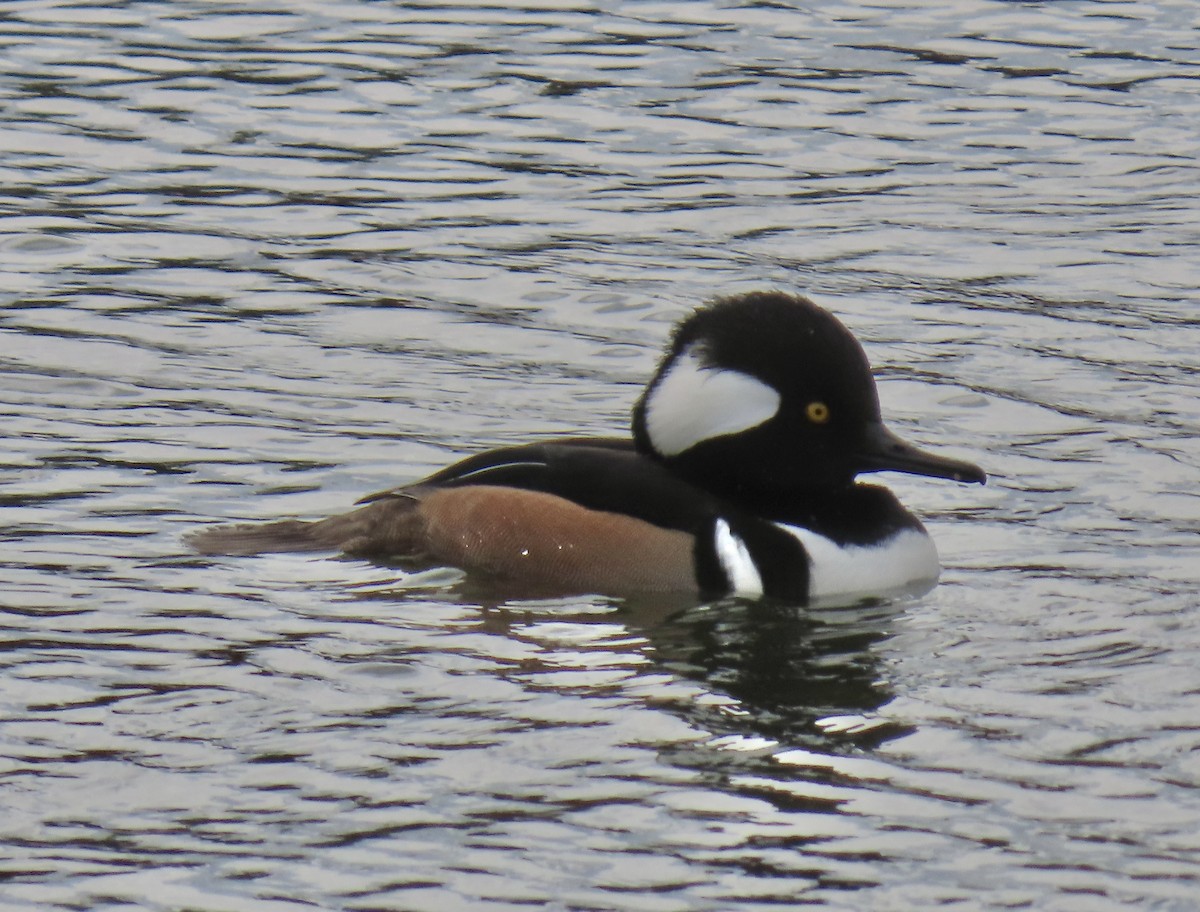 Harle couronné - ML645858460