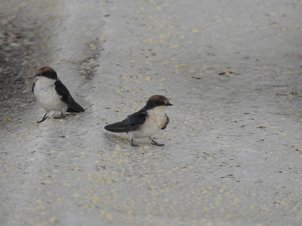 Hirondelle à longs brins - ML645858462