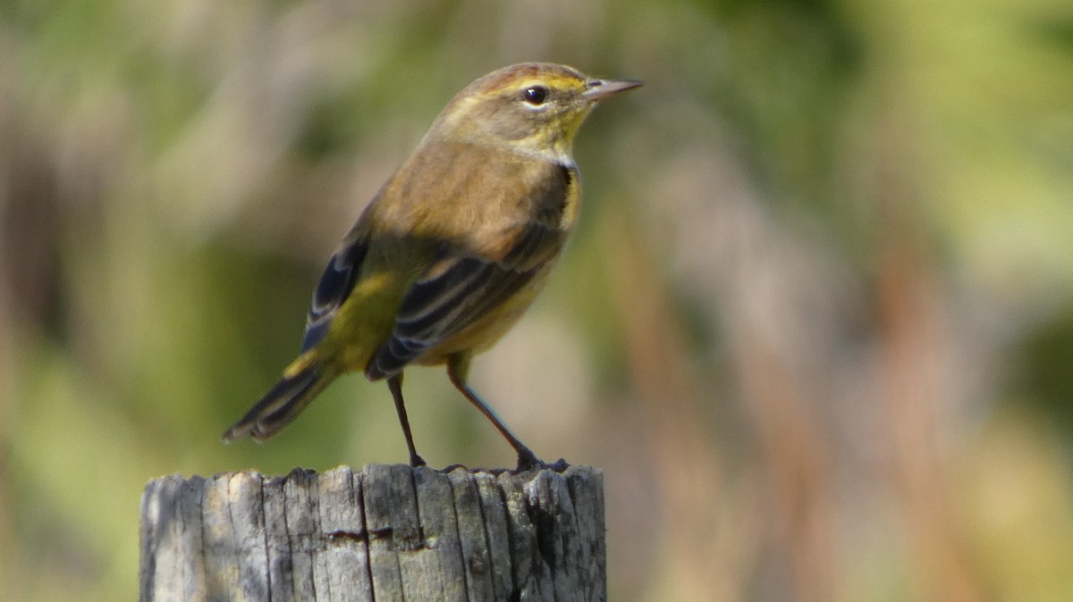 Paruline à couronne rousse - ML645858463